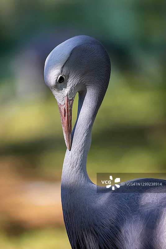 这是南非的国鸟、濒危物种蓝鹤梳妆的特写镜头图片素材