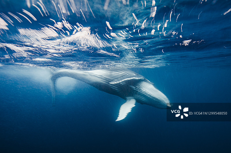 座头鲸在开阔的蓝色海洋中游泳时产生气泡图片素材
