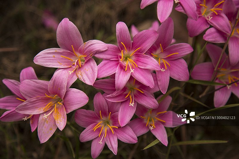 在尼泊尔加德满都山谷的纳加尔科特，一簇粉红色的雨百合，和风兰花在春天开花。图片素材