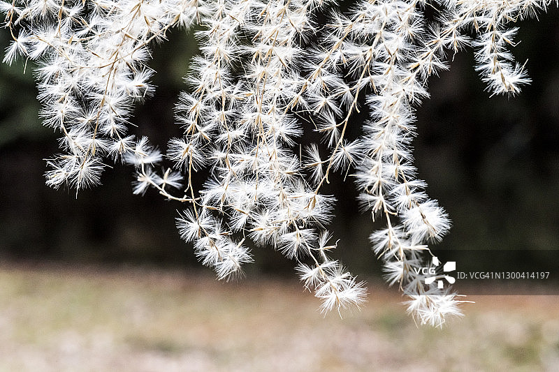 日本潘帕斯草的种子图片素材