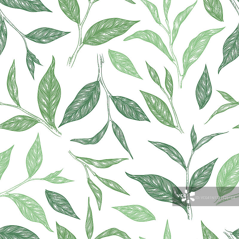 矢量无缝模式与绿色手绘茶叶和树枝孤立在白色的背景。印刷、面料、邀请函、宣传册、卡片、墙纸、包装等雕刻风格设计图片素材