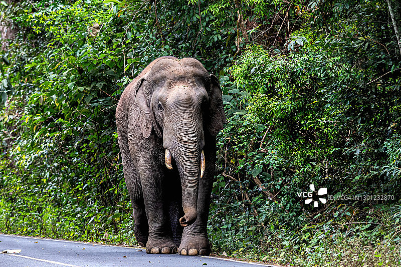 泰国Khao Yai国家公园的大象图片素材