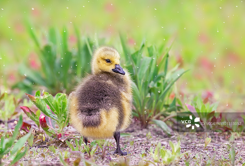 可爱的小鹅(加拿大小鹅)在雨中图片素材