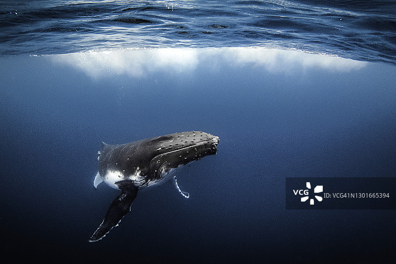 座头鲸在清澈的蓝色海洋中游泳图片素材