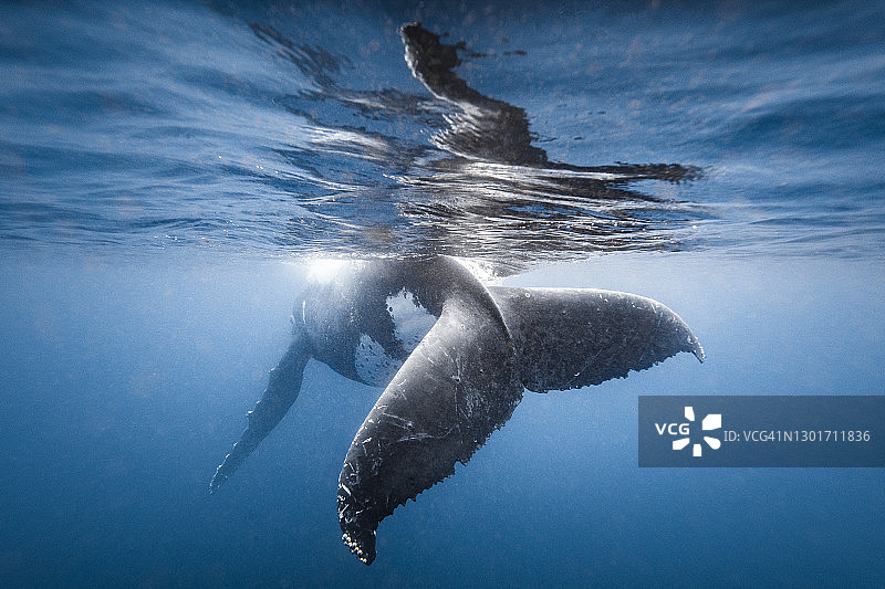 座头鲸在清澈的蓝色海洋中嬉戏时的侥幸图片素材
