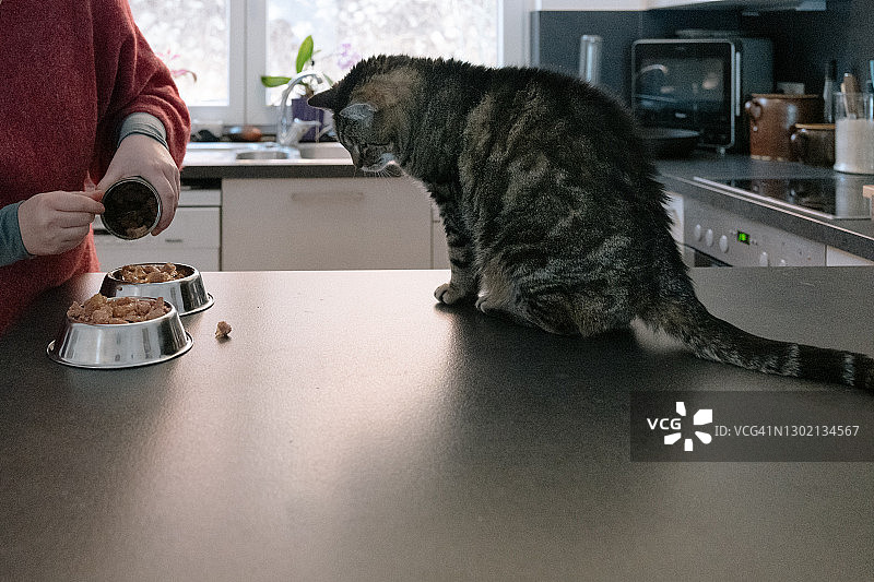 为一只饥饿的猫准备宠物食品图片素材