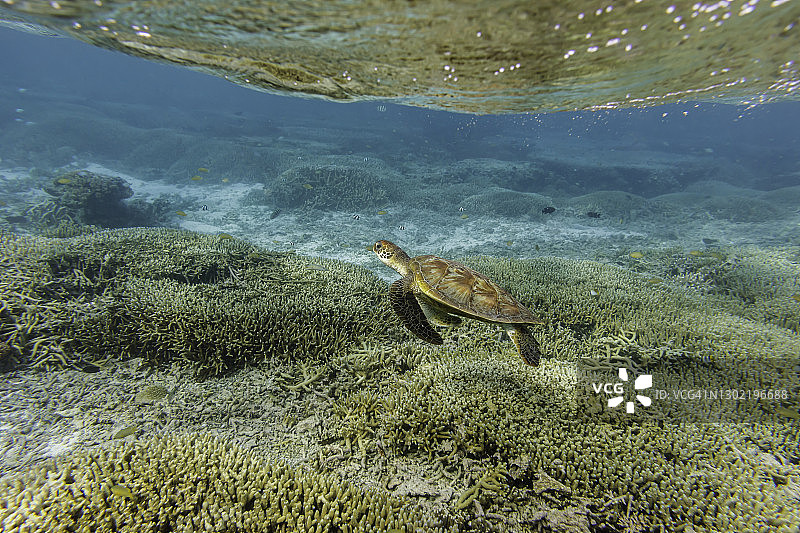 大堡礁的海龟图片素材