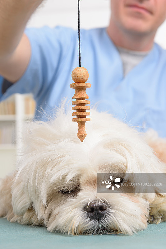 治疗师或兽医使用钟摆图片素材