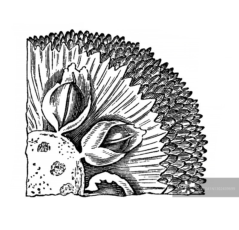 植物学、面包果(Artocarpus altilis})古老雕刻插图图片素材