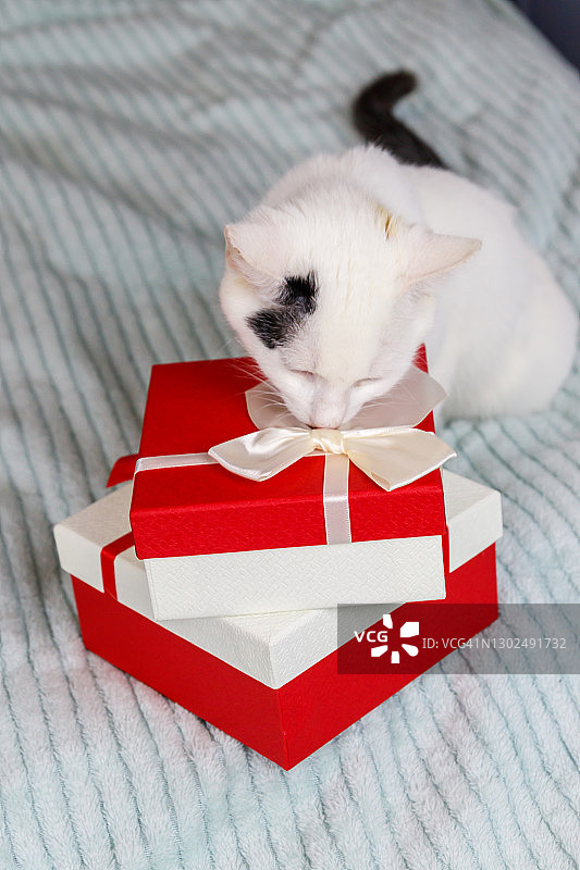 床上有一只白猫，带着礼盒图片素材