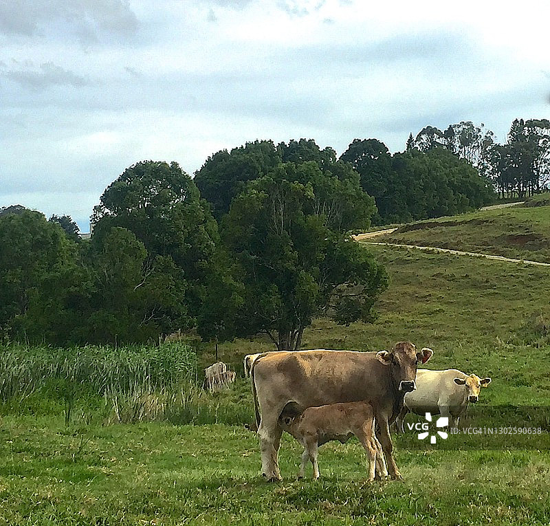 奶牛和小牛:绿色有机牧场上的绿草养牛图片素材