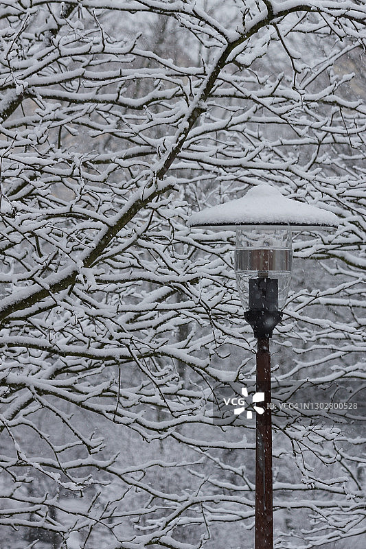 冬景街灯，以树为背景图片素材
