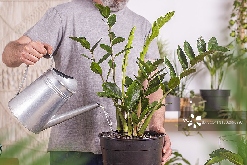 在家里园艺时，男子用喷壶给扎米叶植物浇水图片素材