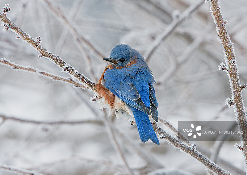 东部蓝鸟在冬天图片素材