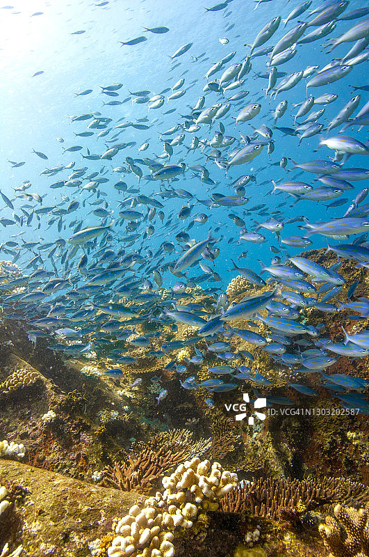 在蓝色的热带水域中的一群刺鱼图片素材