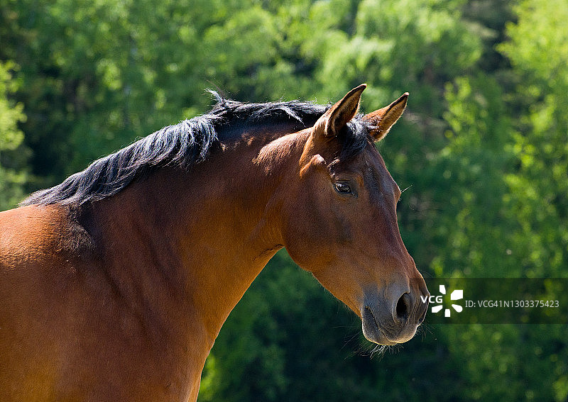 一个在围场上的棕色马的头的肖像图片素材