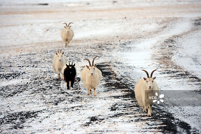 冰岛极地雪地上的山羊图片素材