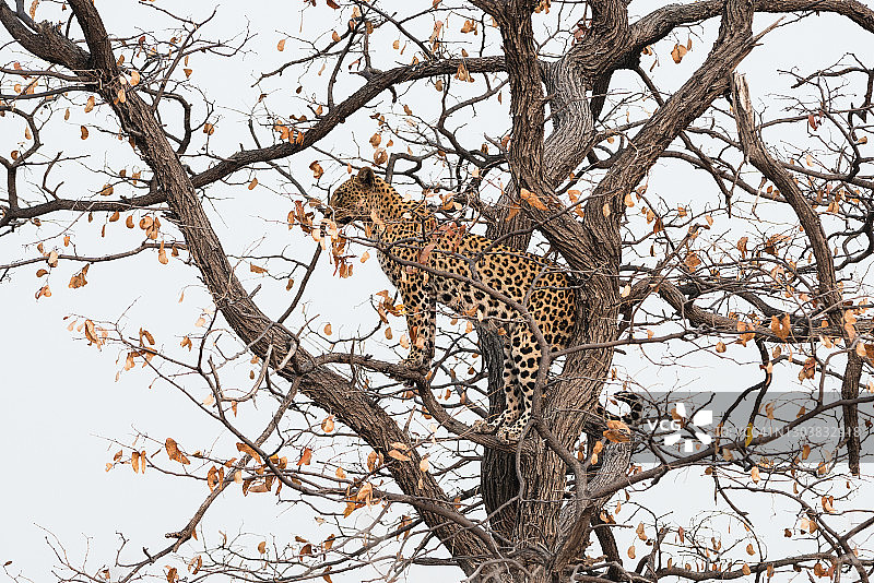 树上的豹，埃托沙国家公园图片素材