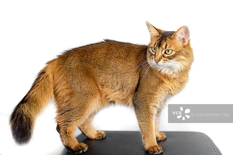 索马里猫-长毛阿比西尼亚品种-上白图片素材