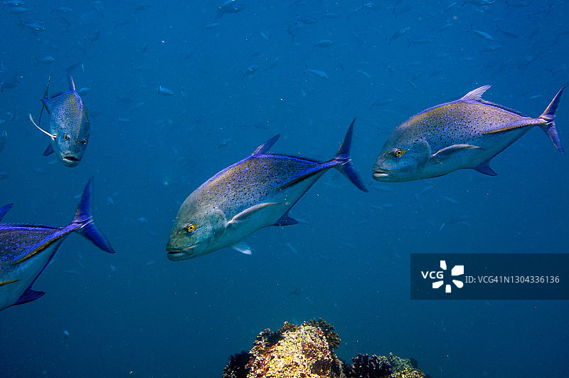 塞舌尔热带鱼:蓝鳍金枪鱼，黑角鲨，塞舌尔图片素材