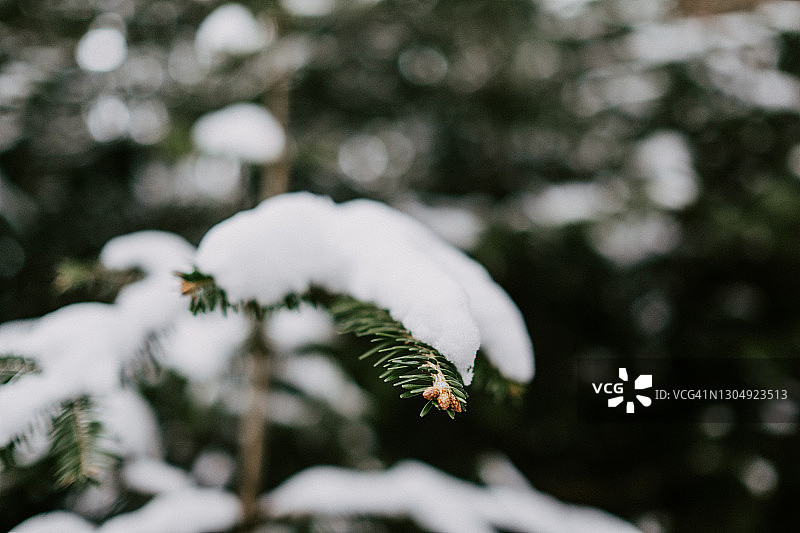 黑森林里白雪覆盖的松针图片素材