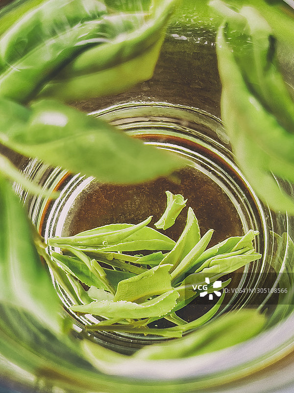在玻璃杯中加水冲泡的绿茶图片素材