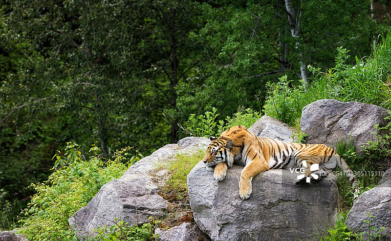 西伯利亚虎在大自然的岩石上休息图片素材