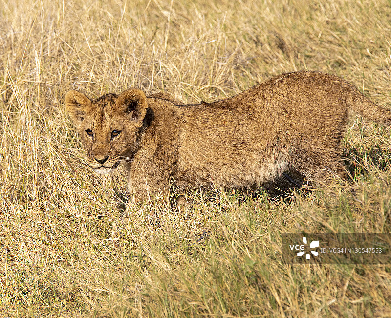 小狮子在草地上玩耍图片素材