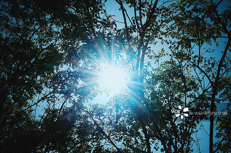 低角度的阳光透过树木图片素材