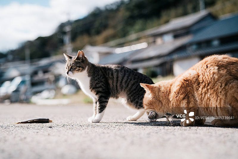 日本的猫岛，ainoshima图片素材