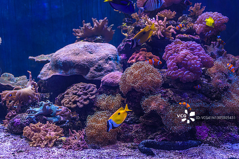 色彩斑斓的热带鱼在安达曼海的特写，在泰国，亚洲图片素材