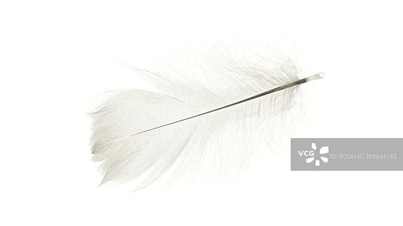 羽毛抽象。大自然鸟类羽毛纹理特写孤立在白色背景微距摄影，柔焦。艺术形象优雅，表现自然的脆弱。图片素材