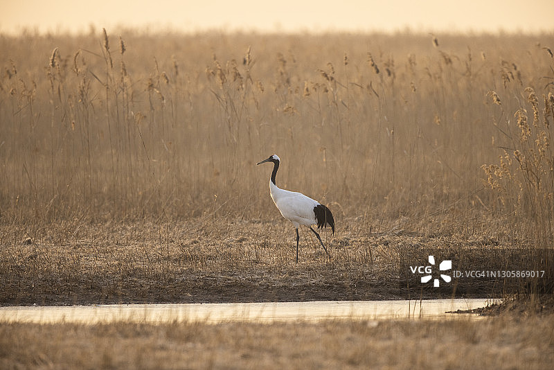 清晨丹顶鹤在湿地散步图片素材