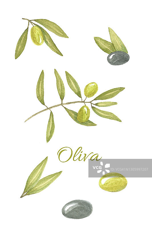 用水彩画的橄榄枝图片素材