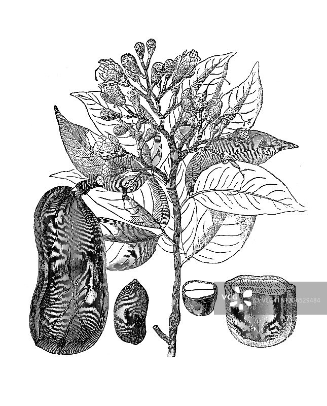 古刻字臭趾(Hymenaea courbaril)图片素材
