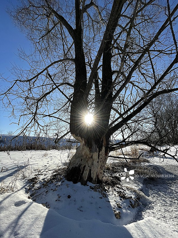 阳光照射在树干之间图片素材