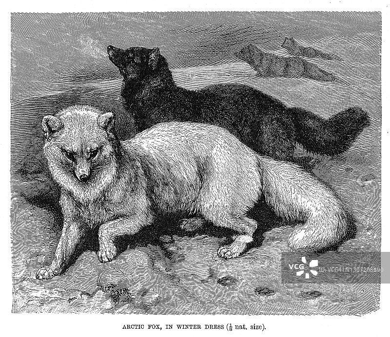 古老的雕刻插画北极狐，北极狐(Vulpes lagopus)在冰上图片素材