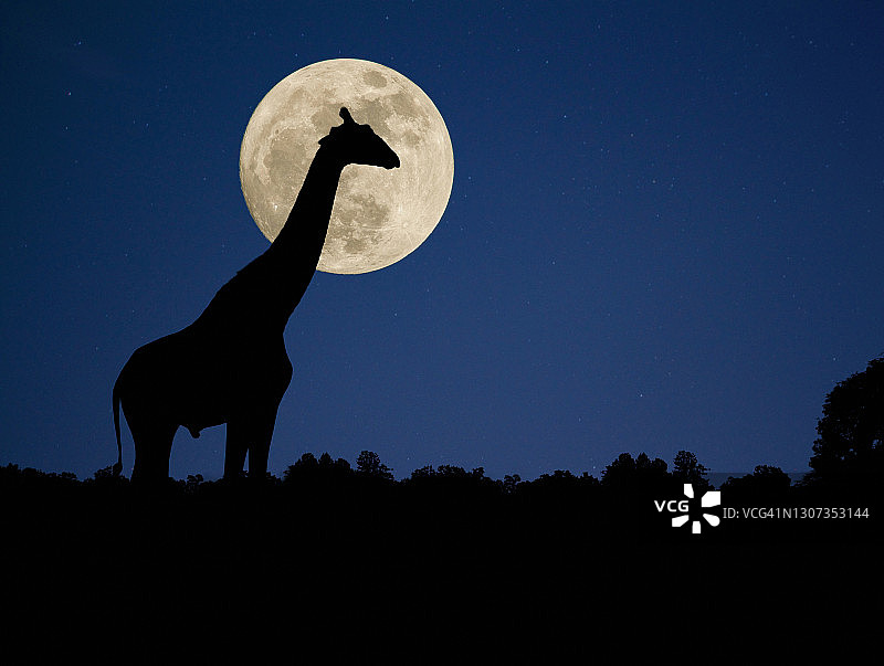 满月下长颈鹿的剪影图片素材