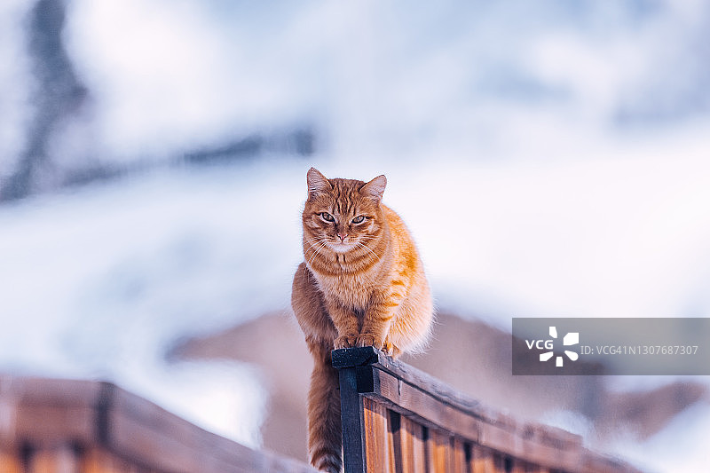 可爱的姜猫在乡村栅栏在冬天的自然场景图片素材
