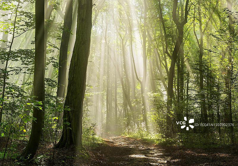 光照充足的落叶林，阳光透过雾照耀，靠近瑙姆堡，萨克森-安哈尔特，德国图片素材
