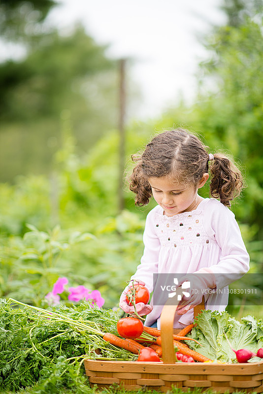 小女孩在花园里摘西红柿图片素材