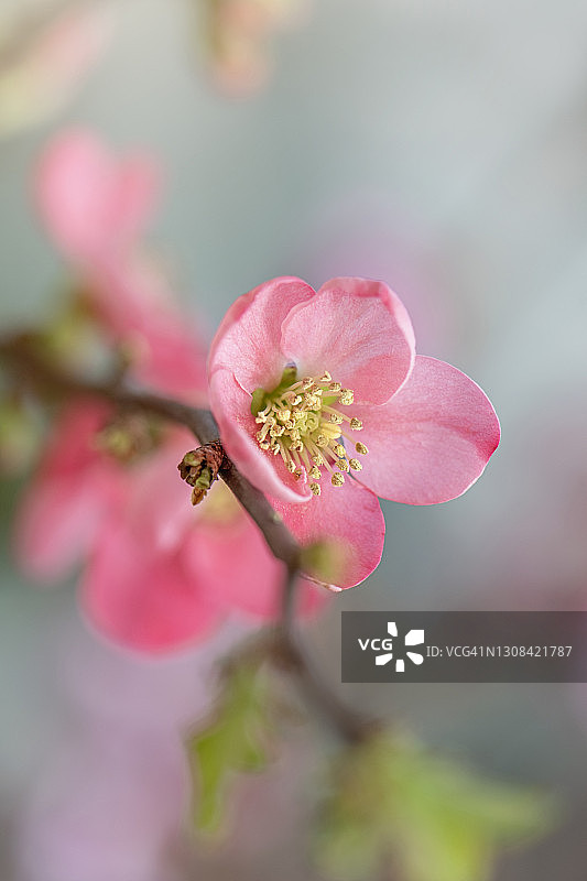 美丽的春天番木瓜花-日本木瓜图片素材
