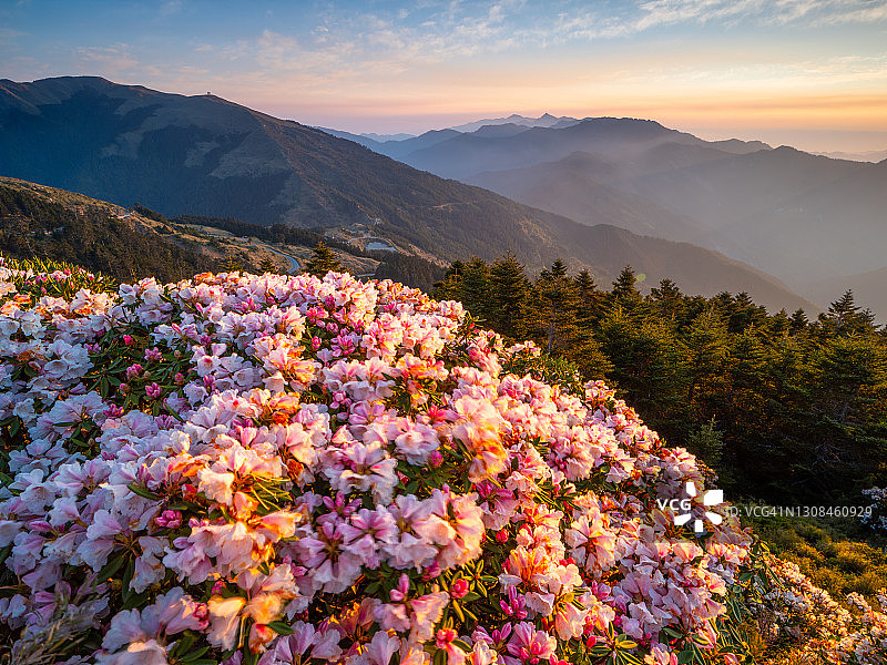 亚洲-美丽的风景最高的山，杜鹃花，玉山杜鹃花(高山玫瑰)盛开在太鲁阁公园，南投，台湾图片素材