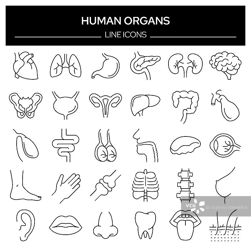 人体器官和解剖学相关的线条图标。轮廓符号集合，可编辑的描边图片素材