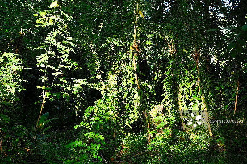 野生扁叶香草(香草平叶兰)树在森林。塞舌尔图片素材