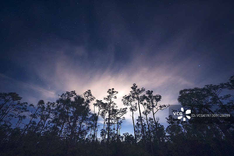 在佛罗里达州蓬塔戈达附近的巴布科克野生动物管理区，夜晚的云和星星笼罩在高大的砍树松树上图片素材