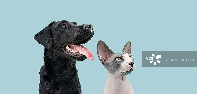 肖像狗和猫看一边。孤立在蓝色粉彩背景图片素材