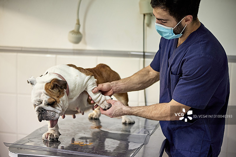 男兽医在动物医院检查斗牛犬图片素材