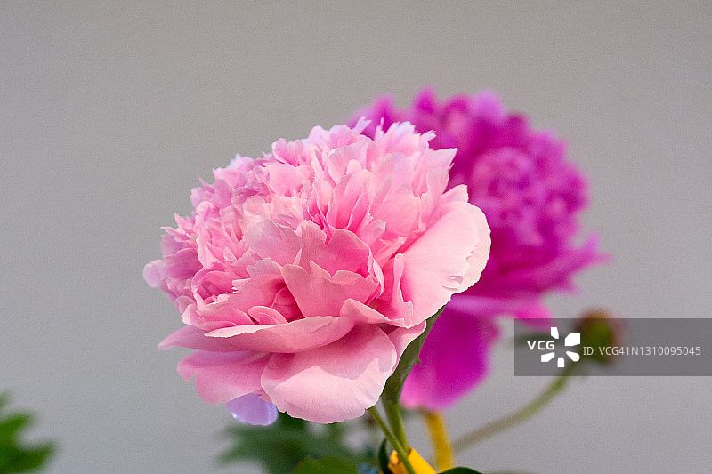 粉红牡丹，阿尔贝·克劳斯品种图片素材