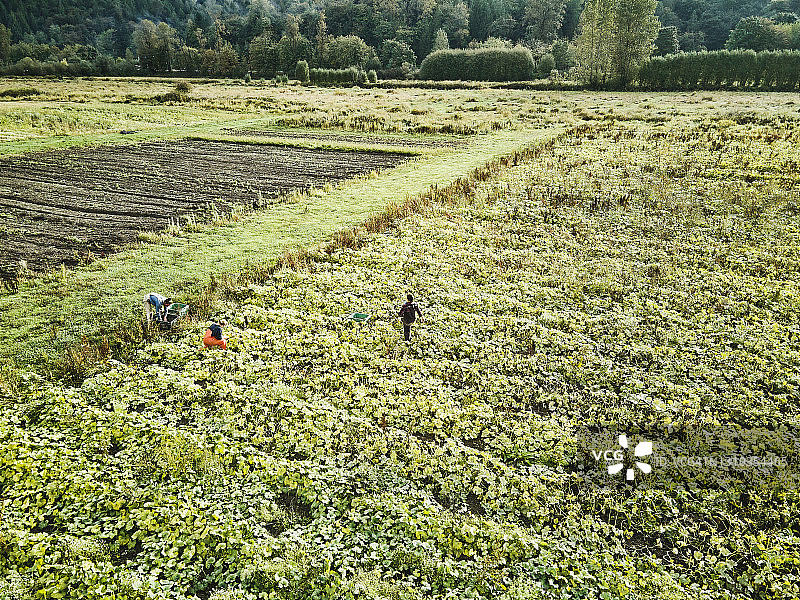 空中拍摄的农民收获有机南瓜在农场的秋天上午图片素材
